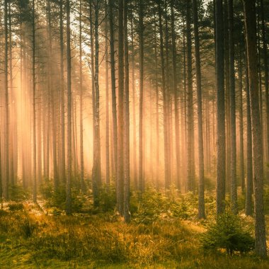 Kuzey Avrupa 'da ilkbahar boyunca uzanan güzel bir çam ağacı ormanı manzarası. Ormanda yetişen uzun çam ağaçları. İlkbaharda orman manzarası.