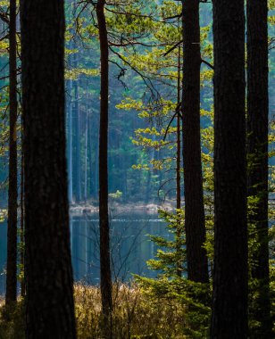 Ağaçların arasında bir orman gölü manzarası. Kuzey Avrupa 'nın ormanlarındaki bahar manzarası. Ağaçlı orman gölü.