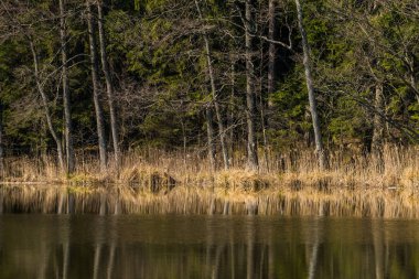 Orman gölü su yüzeyindeki bahar ağaçlarının güzel bir yansıması. Kuzey Avrupa 'daki ormanların bahar manzarası. Ağaçlı orman gölü.