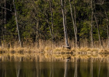 Orman gölü su yüzeyindeki bahar ağaçlarının güzel bir yansıması. Kuzey Avrupa 'daki ormanların bahar manzarası. Ağaçlı orman gölü.