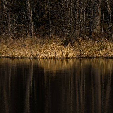 Orman gölü su yüzeyindeki bahar ağaçlarının güzel bir yansıması. Kuzey Avrupa 'daki ormanların bahar manzarası. Ağaçlı orman gölü.