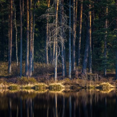 Orman gölü su yüzeyindeki bahar ağaçlarının güzel bir yansıması. Kuzey Avrupa 'daki ormanların bahar manzarası. Ağaçlı orman gölü.