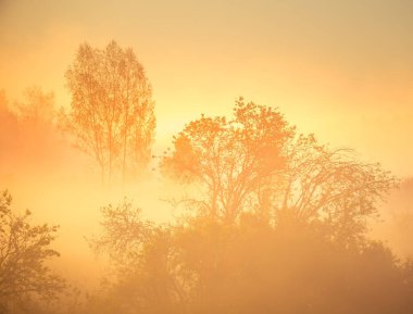 Bahar gündoğumu boyunca yayılmış güzel bir ışık. İlkbaharda ağaçlar, sabahları sıcak güneş ışığı. Kuzey Avrupa 'nın kırsal bahar manzarası.