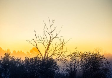 Bahar gündoğumu boyunca yayılmış güzel bir ışık. İlkbaharda ağaçlar, sabahları sıcak güneş ışığı. Kuzey Avrupa 'nın kırsal bahar manzarası.