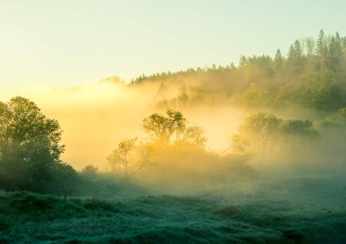 Nehir vadisinde güzel, sisli bir sabah. Nehrin kıyısında ağaçların üzerinde sisli bir bahar gündoğumu. Kuzey Avrupa 'da sis ve ağaçlarla kaplı bahar manzarası.