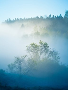 Nehir vadisinde güzel, sisli bir sabah. Nehrin kıyısında ağaçların üzerinde sisli bir bahar gündoğumu. Kuzey Avrupa 'da sis ve ağaçlarla kaplı bahar manzarası.