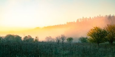 Nehir vadisinde güzel, sisli bir sabah. Nehrin kıyısında ağaçların üzerinde sisli bir bahar gündoğumu. Kuzey Avrupa 'da sis ve ağaçlarla kaplı bahar manzarası.