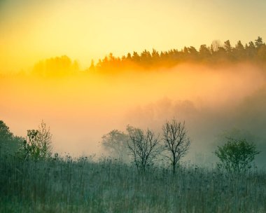 Nehir vadisinde güzel, sisli bir sabah. Nehrin kıyısında ağaçların üzerinde sisli bir bahar gündoğumu. Kuzey Avrupa 'da sis ve ağaçlarla kaplı bahar manzarası.