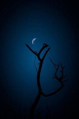 Karanlık gökyüzünde ay olan güzel bir gökyüzü. Ay doğmadan önce bahar manzarası. Kuzey Avrupa 'da bahar geceleri.