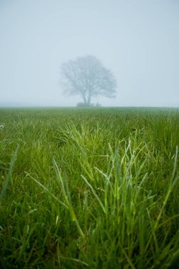 Güzel, bulutlu bir bahar sabahı. Kuzey Avrupa yok. Ağaçlı bahar manzarası. Kırsal alandaki yumuşak, dağınık ışık.