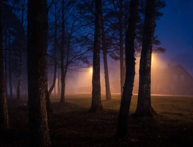 Şehir parkında sisli güzel bir sabah sahnesi. Sisli parktaki ağaçların üzerinde yumuşak, dağınık bir ışık. Kuzey Avrupa 'nın bahar manzarası.