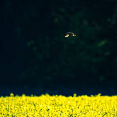 İlkbaharda güzel sarı kanola tarlaları. Kuzey Avrupa 'da kolza tohumu tarlaları açıyor. Baharda ekilmiş tarlaların manzarası.