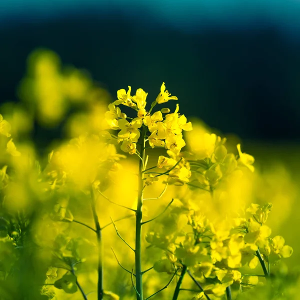 A beautiful yellow canola fields during springtime. Blooming rapeseed fields in Northern Europe. Springtime landscape of cultivated fields.