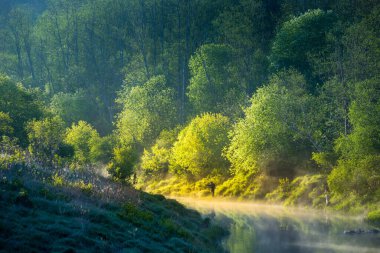 Sabah sisi olan güzel bir nehir vadisi manzarası. Ormanda akan bir nehrin bahar manzarası. Su güneş ışınlarıyla buharlaşıyor. Kuzey Avrupa 'nın bahar manzarası.