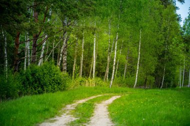 Spingtime Ormanı 'ndan geçen eski bir yolun güzel manzarası. Kuzey Avrupa 'daki ormanlık alanlarda bir orman yolunun bahar manzarası.