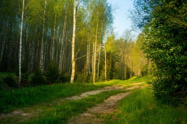 Spingtime Ormanı 'ndan geçen eski bir yolun güzel manzarası. Kuzey Avrupa 'daki ormanlık alanlarda bir orman yolunun bahar manzarası.