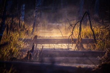 İlkbaharda ormanın ortasında sel basmış bir açıklığın karmaşık bir manzarası. Sulak alanların bahar manzarası.