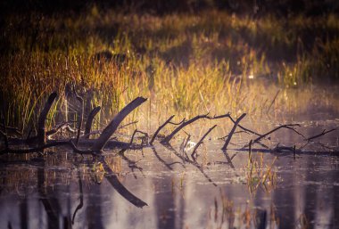 İlkbaharda ormanın ortasında sel basmış bir açıklığın karmaşık bir manzarası. Sulak alanların bahar manzarası.