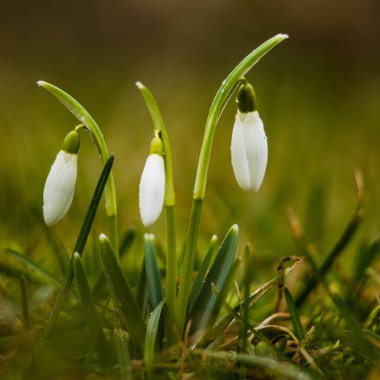 Taze çimenlerde açan güzel kar damlaları. Kuzey Avrupa 'nın bahar manzarası.