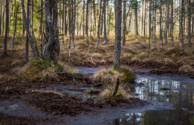 Kuzey Avrupa 'da bataklık bir ormanın güzel bir bahar manzarası. Islak bir ormanın bahar manzarası ve büyüyen küçük ağaçlar.