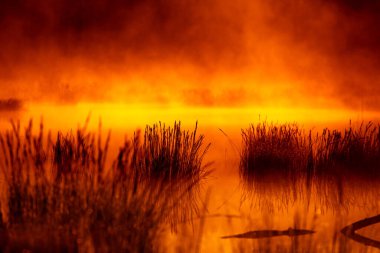 Kuzey Avrupa 'da sular altında kalmış sulak alanlarda gün doğumunun dramatik ve sanatsal manzarası. Sis ve renklerle dolu bahar bataklığı. Bahar sabahının güzel manzarası.
