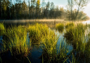 Baharda güneşin doğuşu sırasında sular altında kalan güzel bir yer. Suda yetişen taze, yeşil çimenler. Bataklıkta puslu bir sabah. Kuzey Avrupa 'da bahar manzarası.