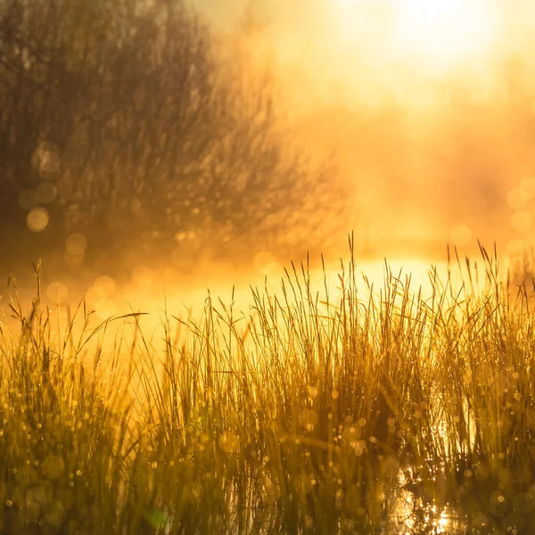 A beautiful spring sunrise mist over the flooded wetlands. Warm spring scenery of swamp with grass and fog. Beautiful landscape of Northern Europe in springtime.