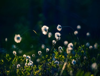 Sulak alanlardaki pamuklu otların güzel, tüylü kafaları. Kuzey Avrupa 'da pamuk otlu yaz manzarası.