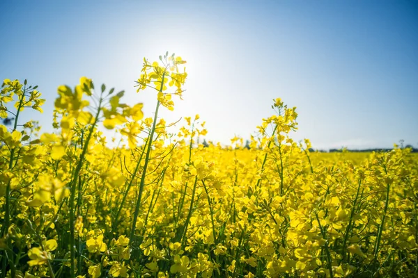 Beautiful Yellow Canola Flowers Growing Cultivated Field Sunny Summer Scenery — Stock Photo, Image