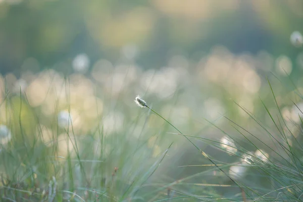 Beautiful Forest Scenery Blooming Cottongrass White Fluffy Wildflower Heads Wetlands — Stock Photo, Image