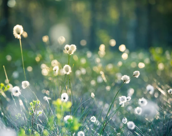 Eine Wunderschöne Waldlandschaft Mit Blühendem Baumwollgras Weiße Flauschige Wildblumenköpfe Den — Stockfoto