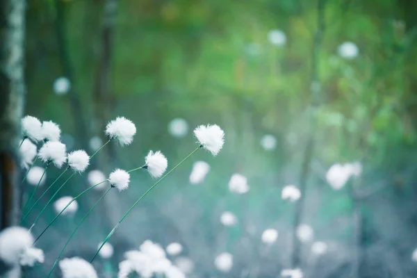 Krásná Lesní Scenérie Kvetoucí Bavlníkovou Trávou Bílé Chlupaté Hlavy Divokých — Stock fotografie