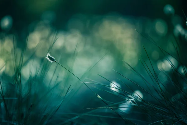Piękne Zbliżenie Białych Puszystych Głów Trawy Bawełnianej Mokradłach Wczesnoletnia Sceneria — Zdjęcie stockowe