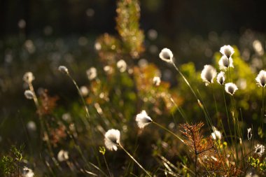 Güzel, beyaz, tüylü pamuk kafalar sıcak güneş ışığında. Ormandaki kır çiçekleri. Kuzey Avrupa 'nın sulak alanlarında yaz manzarası.