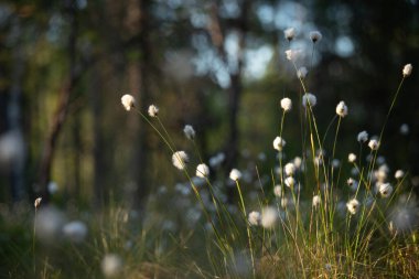 Güzel, beyaz, tüylü pamuk kafalar sıcak güneş ışığında. Ormandaki kır çiçekleri. Kuzey Avrupa 'nın sulak alanlarında yaz manzarası.