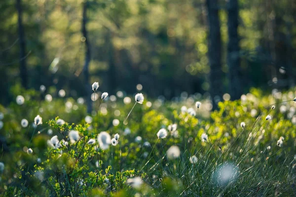 Beau Paysage Une Forêt Humide Pleine Fleurs Coton Fleurs Blanches — Photo