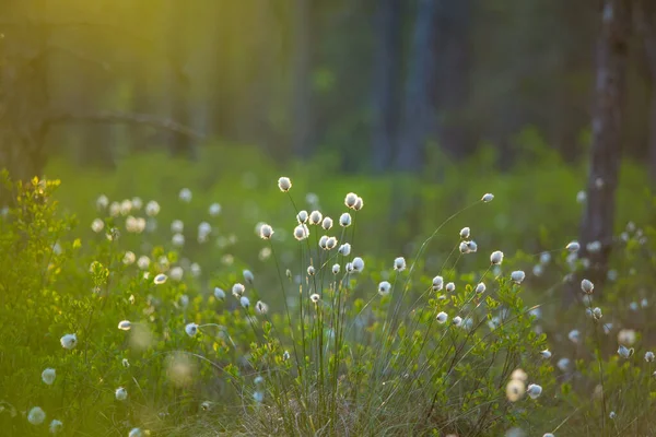 Hermoso Paisaje Bosque Húmedo Lleno Flores Blancas Hierba Algodón Flor — Foto de Stock