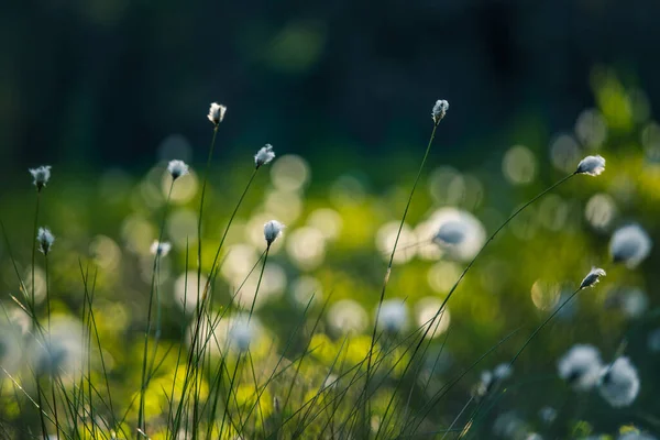 Hermosas Cabezas Blancas Esponjosas Hierba Algodón Luz Del Sol Flores — Foto de Stock