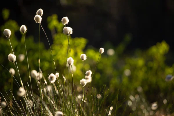 Schöne Weiße Flauschige Baumwollgrasköpfe Warmem Sonnenlicht Wildblumen Wald Sommerliche Landschaft — Stockfoto