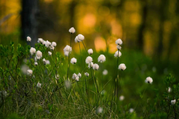 Schöne Weiße Flauschige Baumwollgrasköpfe Warmem Sonnenlicht Wildblumen Wald Sommerliche Landschaft — Stockfoto