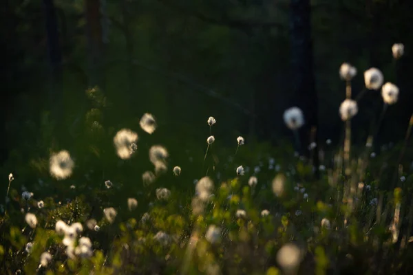 Piękne Białe Puszyste Głowy Trawy Bawełnianej Ciepłym Słońcu Dzikie Kwiaty — Zdjęcie stockowe