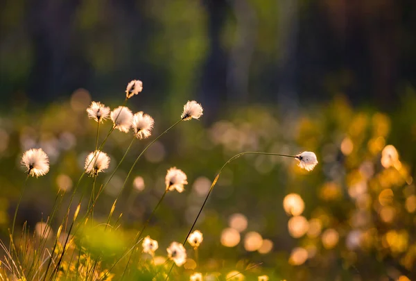Cabeças Algodão Lindas Brancas Macias Luz Solar Quente Flores Silvestres — Fotografia de Stock