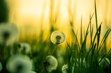Güzel, beyaz, tüylü bir karahindiba başları sabah çayır çimlerinde. Yazın erken saatlerinde kır çiçekleri ve karahindiba tohumlarıyla dolu bir gün doğumu manzarası..