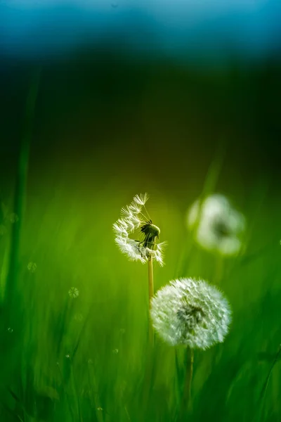 美しい白 ふわふわのタンポポの頭は 朝の草原の草の中にあります 野花やタンポポの種子と初夏の日の出の風景 — ストック写真