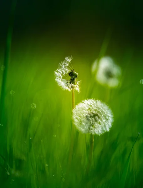 美しい白 ふわふわのタンポポの頭は 朝の草原の草の中にあります 野花やタンポポの種子と初夏の日の出の風景 — ストック写真