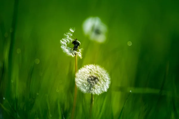 美しい白 ふわふわのタンポポの頭は 朝の草原の草の中にあります 野花やタンポポの種子と初夏の日の出の風景 — ストック写真