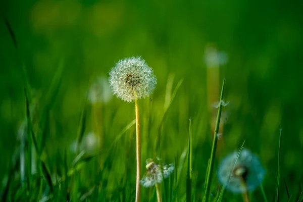 Beautiful White Fluffy Dandelion Heads Morning Meadow Grass Early Summer — Stock Photo, Image