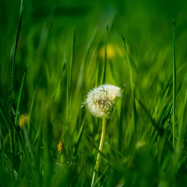 美しい白 ふわふわのタンポポの頭は 朝の草原の草の中にあります 野花やタンポポの種子と初夏の日の出の風景 — ストック写真