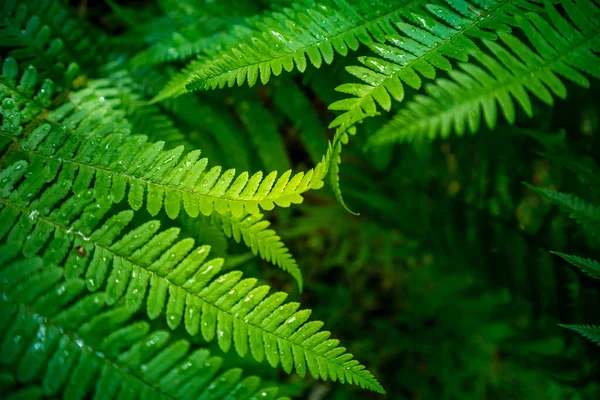 Hermosas Hojas Helecho Bosque Helecho Creciendo Los Bosques Vegetación Silvestre —  Fotos de Stock