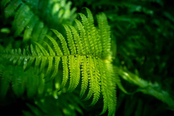 Lindas Folhas Samambaia Floresta Samambaia Crescer Nas Florestas Vegetação Selvagem — Fotografia de Stock